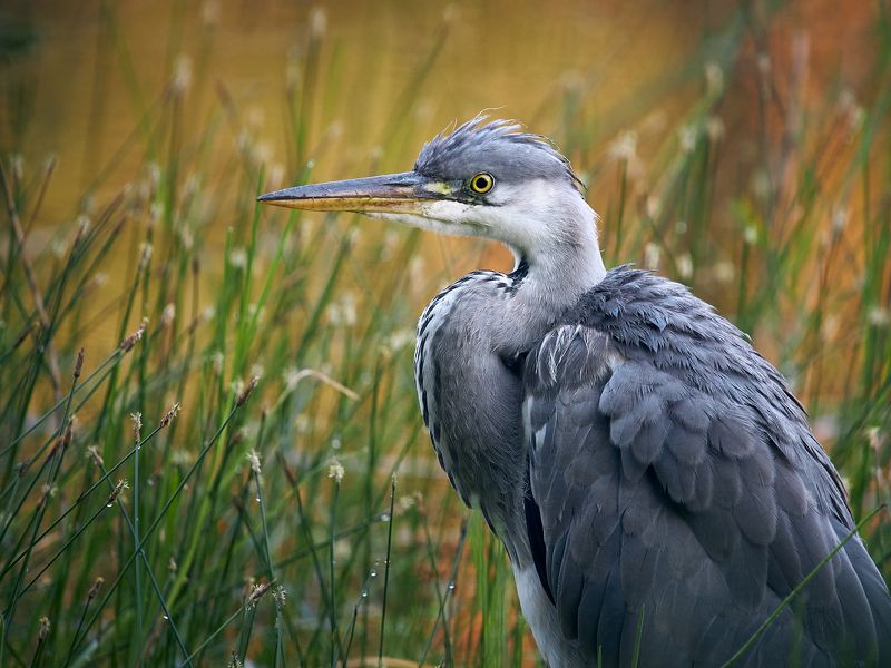Серая цапля сидит в траве Задумаласьphoto preview