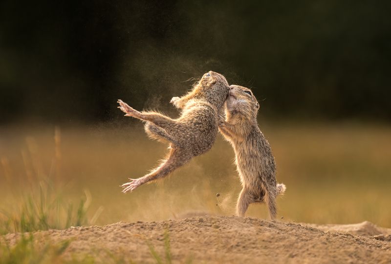 #groundsquirrel #fight #funny #comedy #nature #animals  Kung Fu фото превью