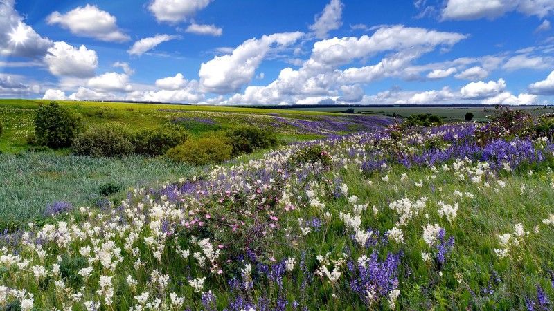 лето, июнь, таволга, змееголовник, Русское поле. фото превью