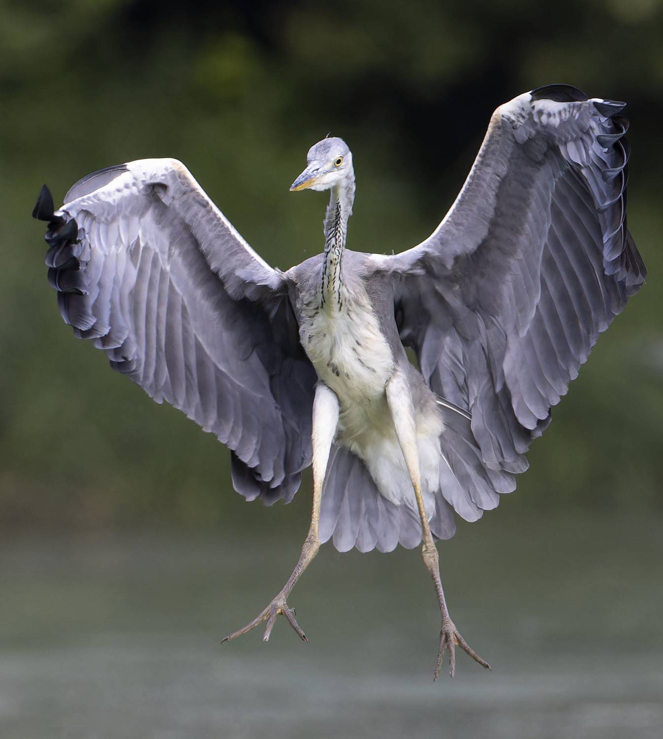 Курс на посадку. (Серая цапля). Автор: Александр Шипиленко серая цапля, цапля, птицы, фото птиц, Александр Шипиленко