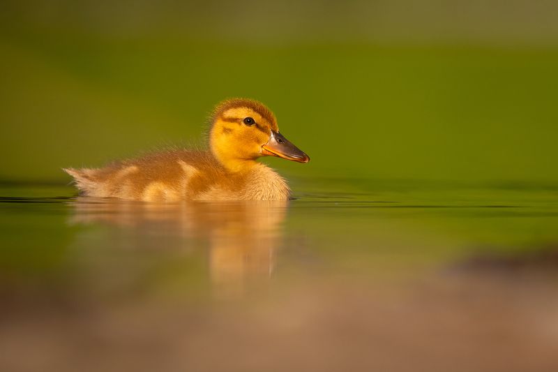 Ducklingphoto preview