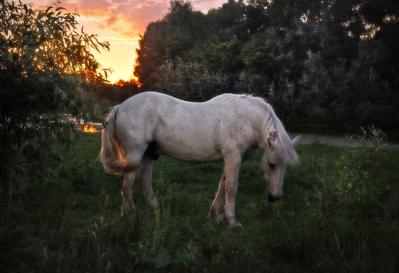 Думы вечерние photo preview