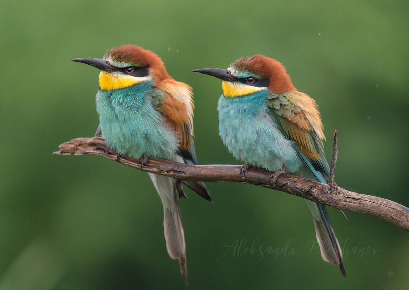 цвет Палитра живой природыphoto preview