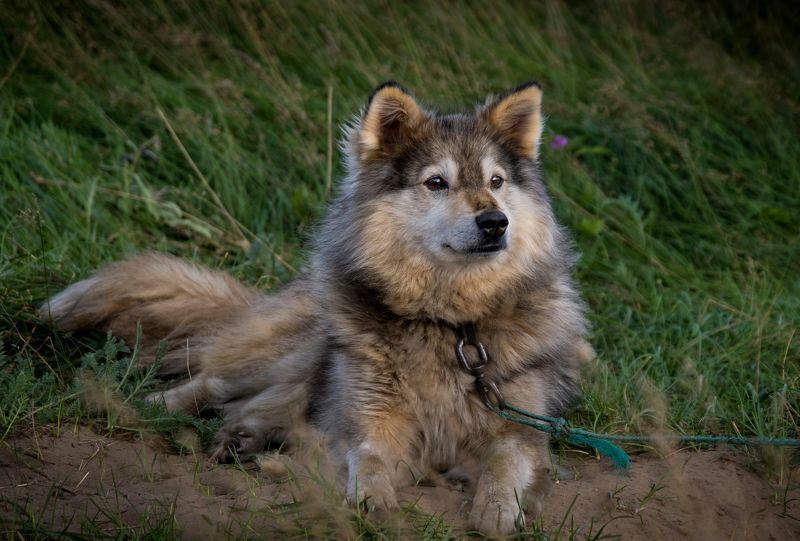 север, русский север, собака, собаки, лайка, north, russian north, dog, dogs, нд, тундра, арктика, русский север нд Лучший друг оленеводаphoto preview