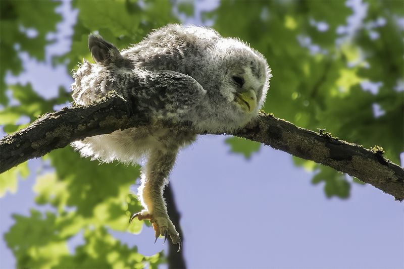 птенец, неясыть, сон, лес Заснул на веткеphoto preview