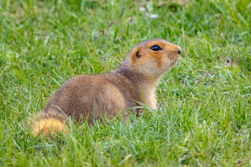 суслик, животные, грызуны Рыжий суслик фото превью