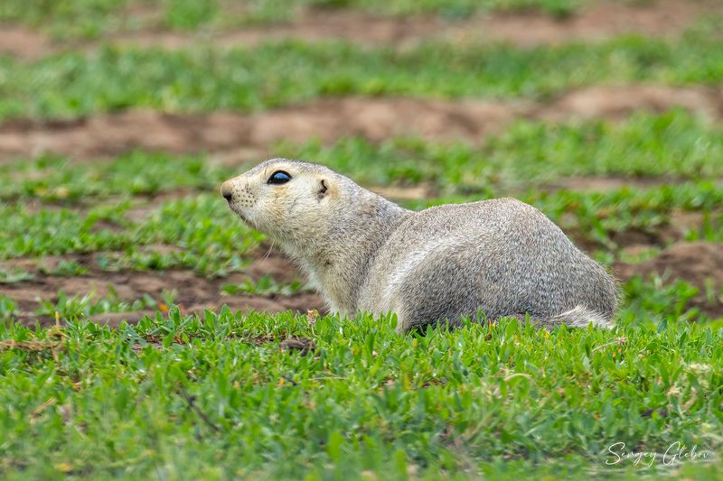 суслик, животные, грызуны Серый суслик фото превью