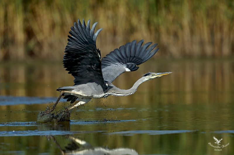 серая цапля. Отрывphoto preview