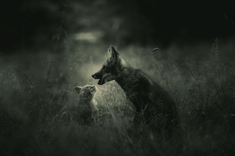 лиса, кот, природа, животные Лисенок и котенокphoto preview