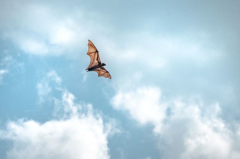 wildlife, nature, srilanka, bird, jazif Bat manphoto preview