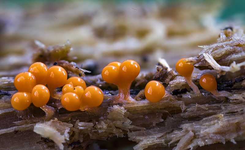 миксомицеты, трихия, спорокарпы, макро, лес Трихия созреваетphoto preview