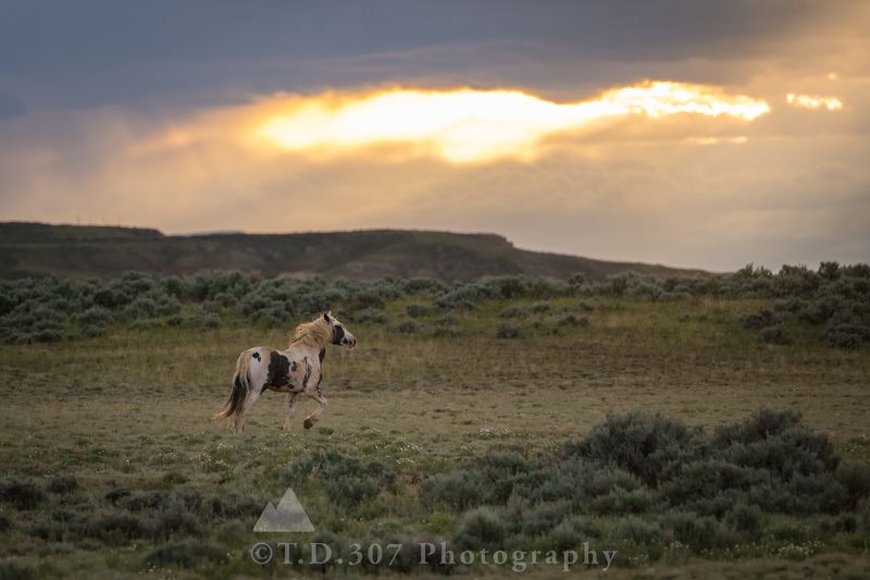 Born Free photo preview