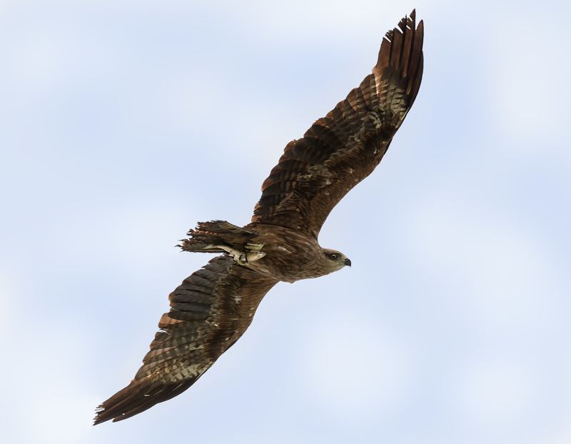 хищник, птица, чёрный коршун, рыба, полёт, С уловом.. (чёрный коршун).photo preview