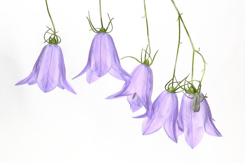 колокольчики Campanula rotundifolia фото превью