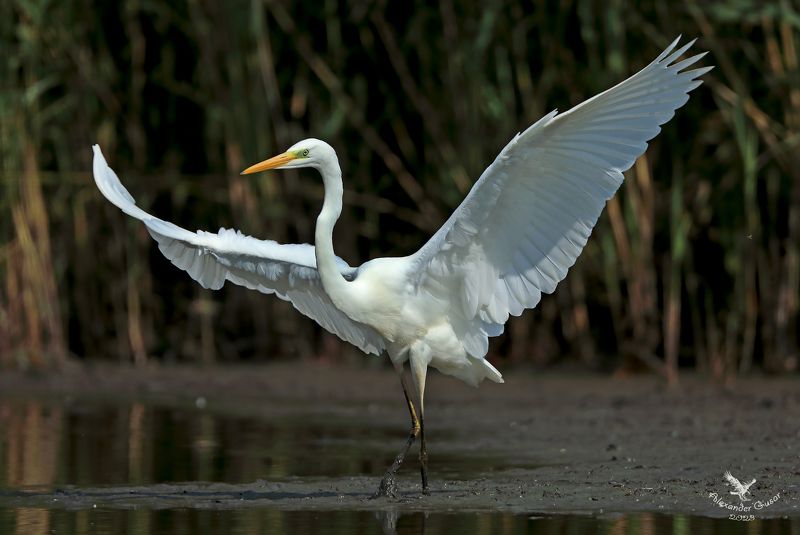 Во такой привет.photo preview