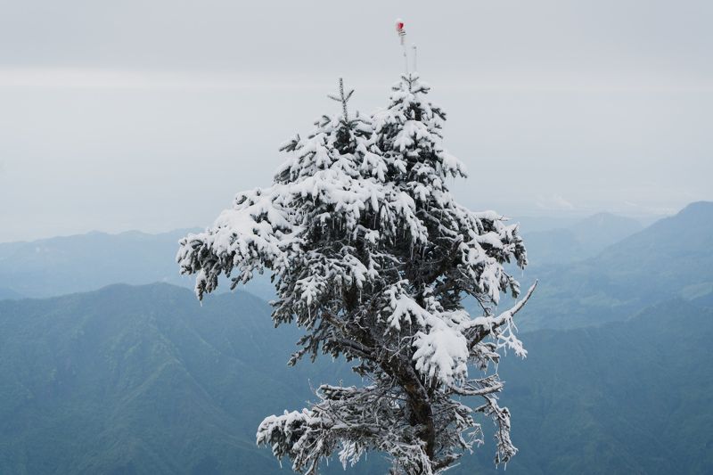 conifer tree, snow-covered tree, icy conifer, winter landscape, green mountains, snow-capped peaks, snowy tree, mountain top view, thick clouds, winter wonderland, resilient tree, snowstorm survivor, majestic mountain scene, frozen landscape, proud mounta Winter wonder of the summitphoto preview
