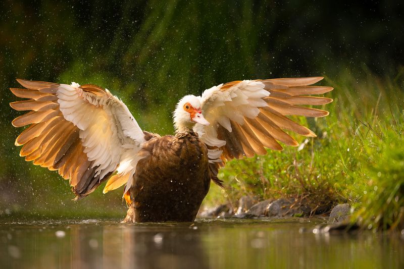 Chinese duckphoto preview