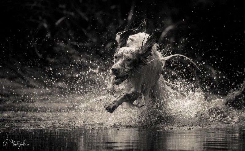 английский_сеттер, портрет, движение Собачьи каникулыphoto preview