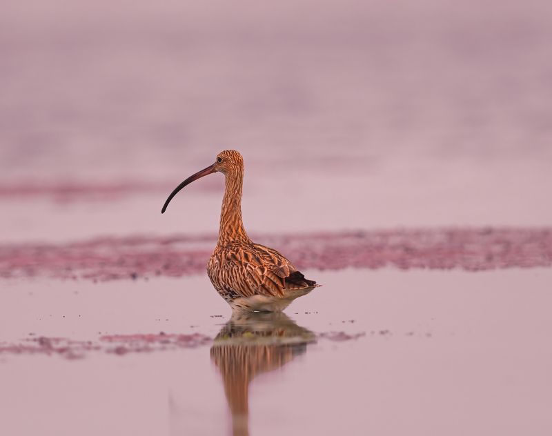 reflection,bird,birds,nikon,wild,water,shadows,lake,pond,flowers,swan,colors,nikon,beauty,nature,animals,eyes,egret,songbird,jungle,white,wings,fly eurasian curlewphoto preview