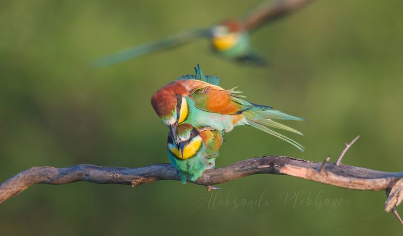 bee-eater Bee-eaterphoto preview