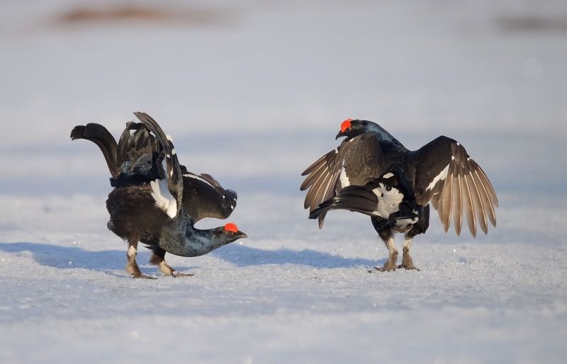 тетерев, ток, весна, болото Балет на снегуphoto preview