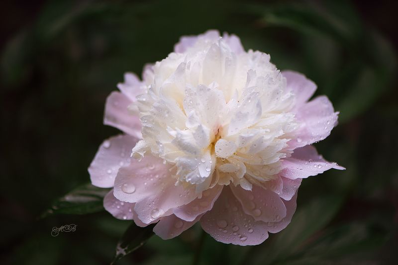 пионы, нежность, капли, лето Нежность пионовphoto preview