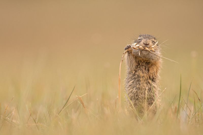 #ground squirrel #eat #sleep #animal #cute #comedy #funny #wildlife Delicious фото превью
