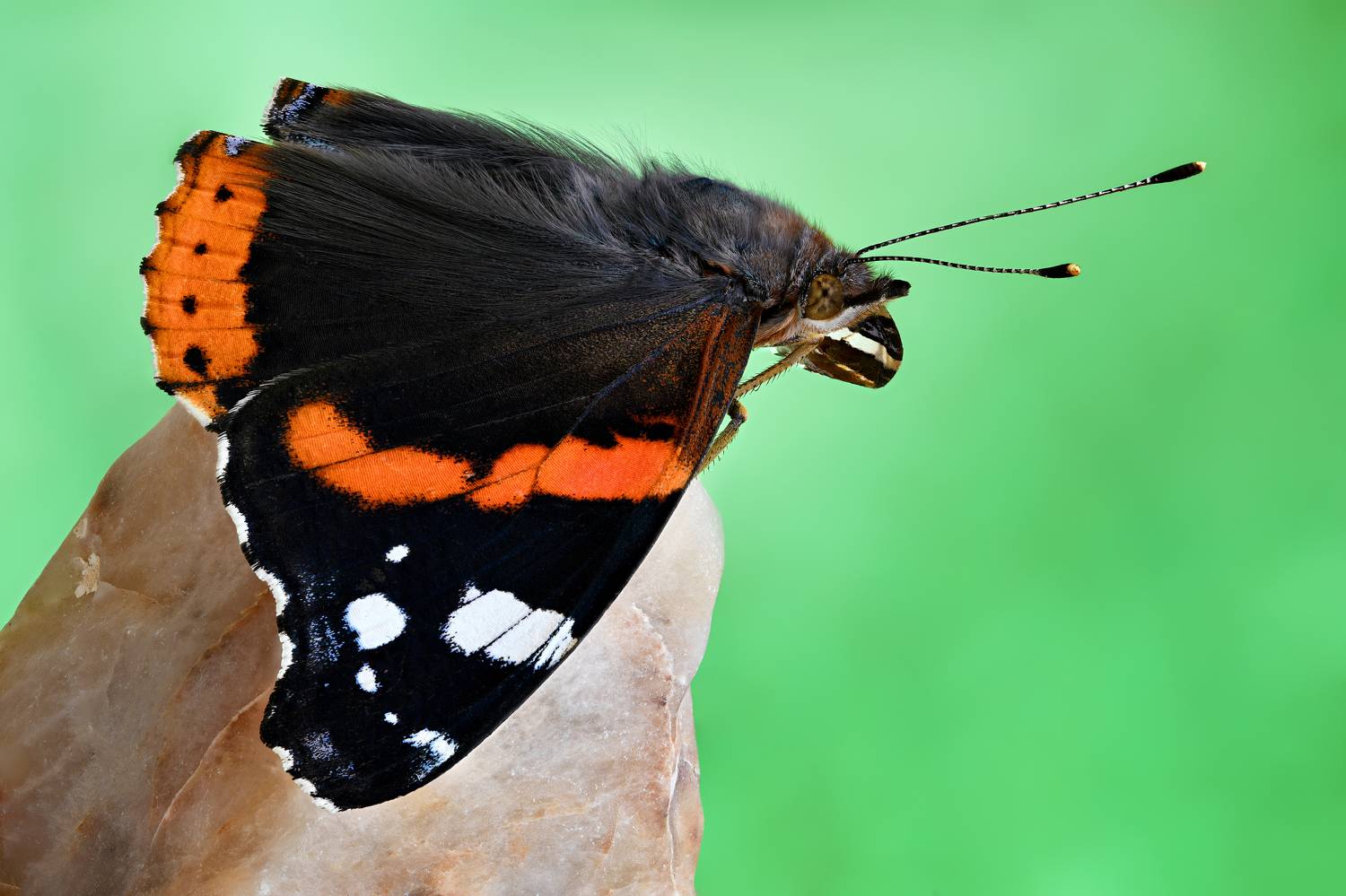 Vanessa atalanta. Автор: Антон Финевич , Антон Финевич