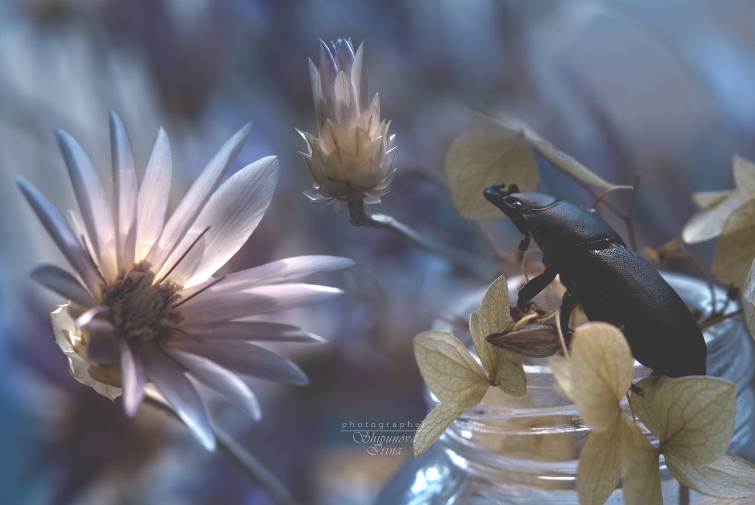 Эстет. Автор: Ирина Шипунова артфото, мануальная оптика, юпитер 8, бессмертник, жук, боке, Ирина Шипунова