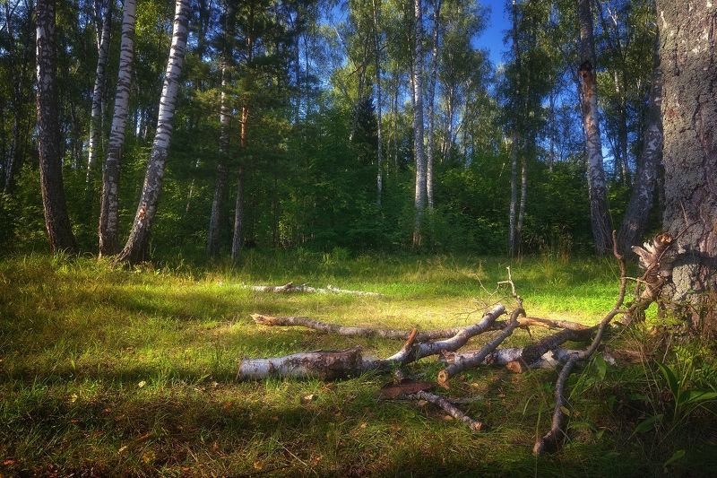 На опушкеphoto preview