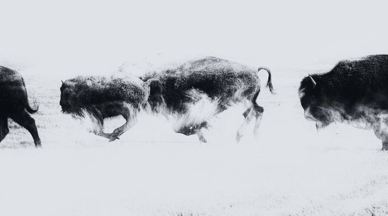 #animal; #bnw; #buffalo The hordephoto preview