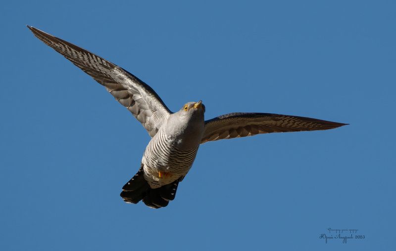 кукушка обыкновенная Майский полёт кукушки фото превью