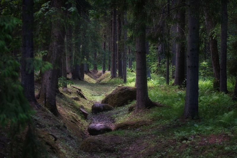 В лесной тиши.photo preview