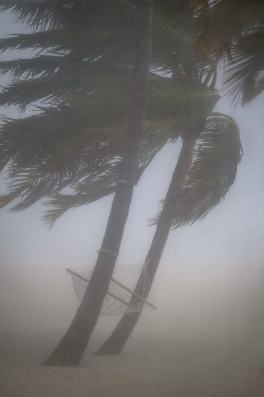 непогода, мальдивы, пальма, дождь Непогодаphoto preview