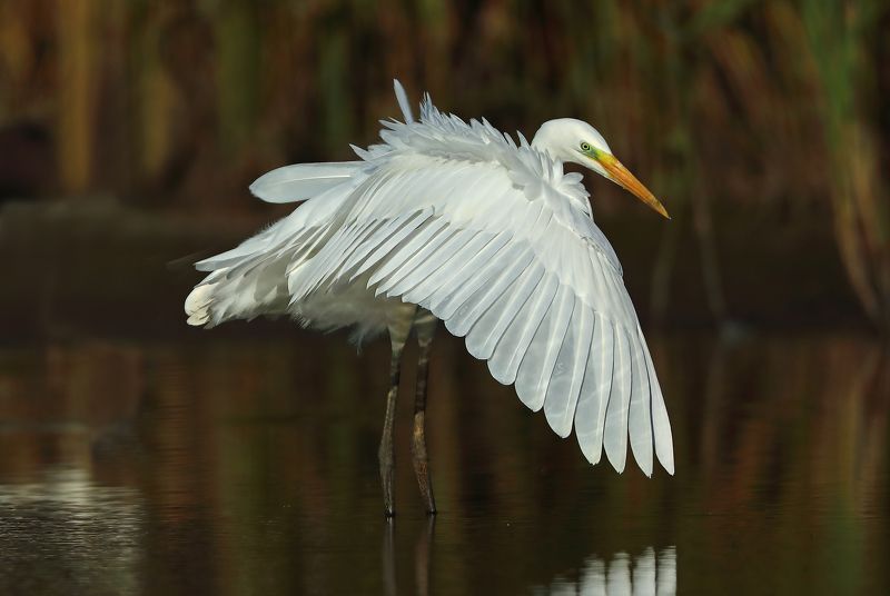 большая белая цапля. Белоснежная красота.photo preview