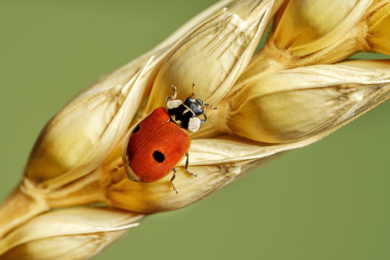 божья коровка, насекомые, макро, колосок Я иду!photo preview