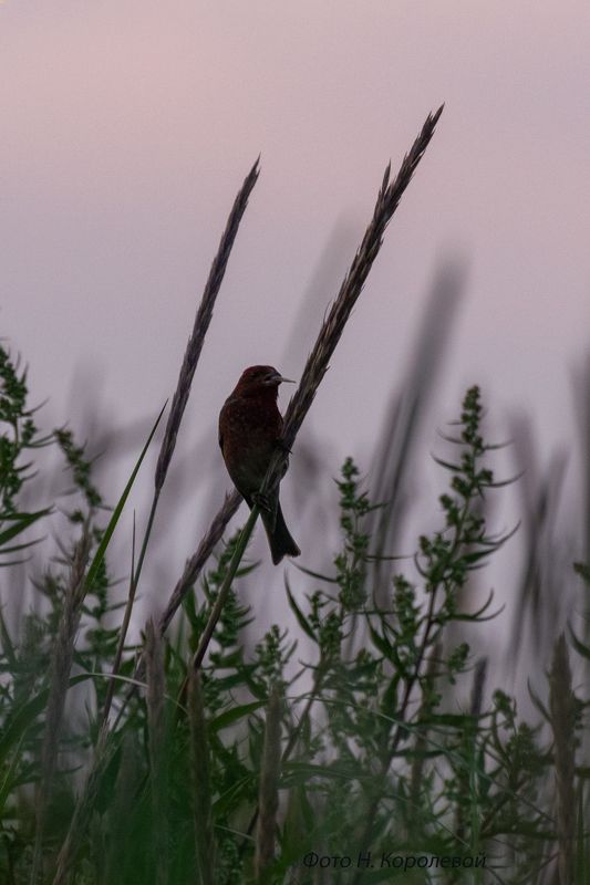 Птица чечевица закат вечер В закатных сумеркахphoto preview