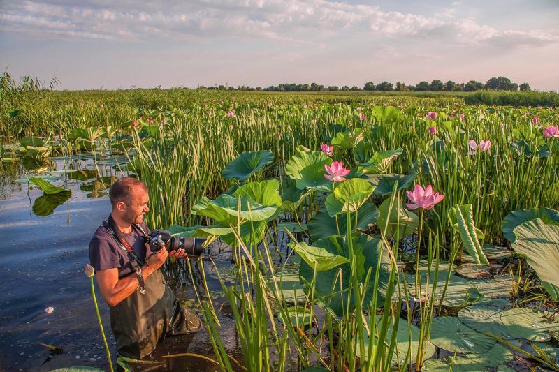 лотосы НЕ ЛЁГКИЙ  ТРУД  ФОТОГРАФАphoto preview