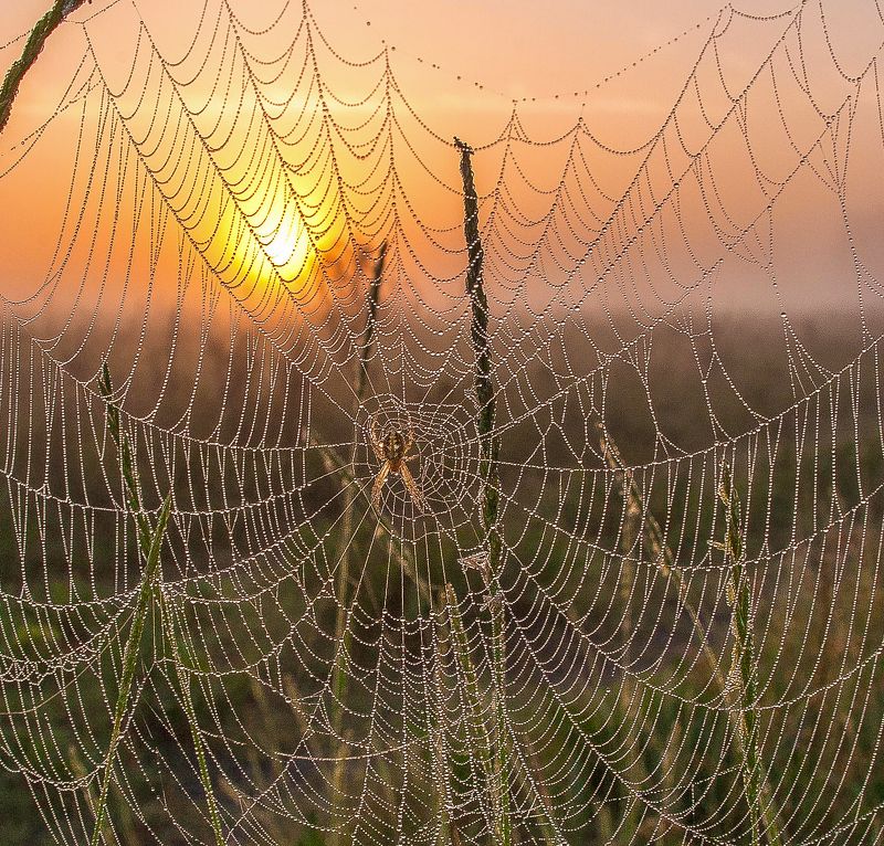 у села  камышово ЛОВЕЦ ВОСХОДАphoto preview