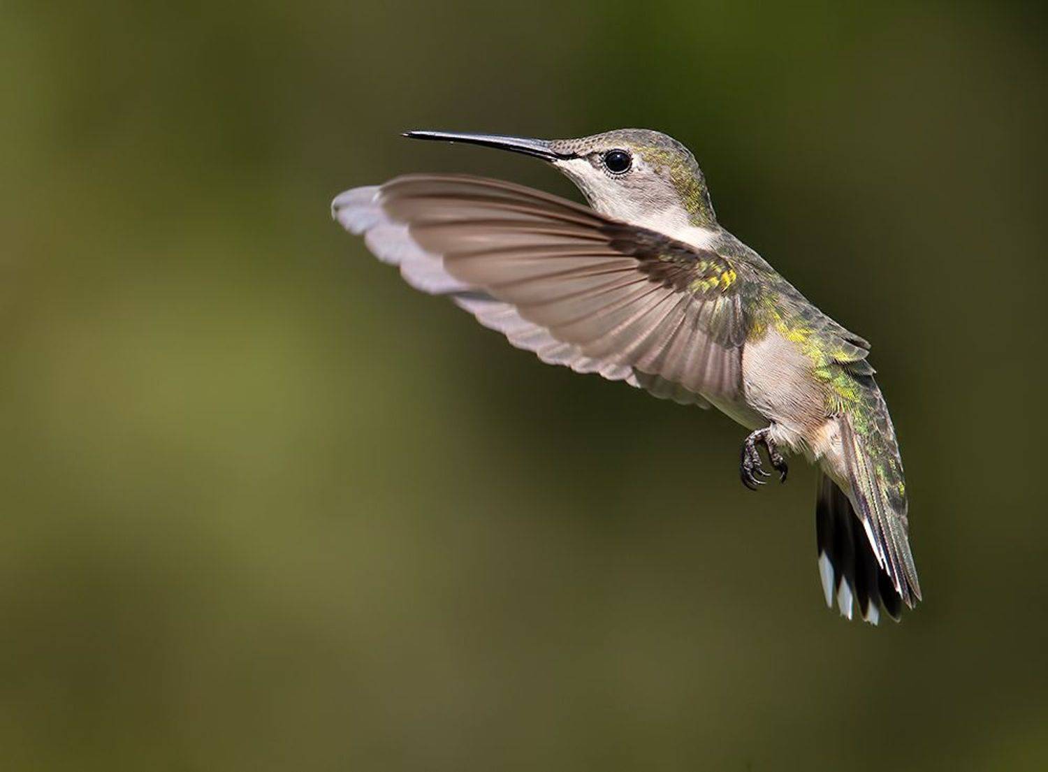 колибри,ruby-throated hummingbird, hummingbird, Etkind Elizabeth