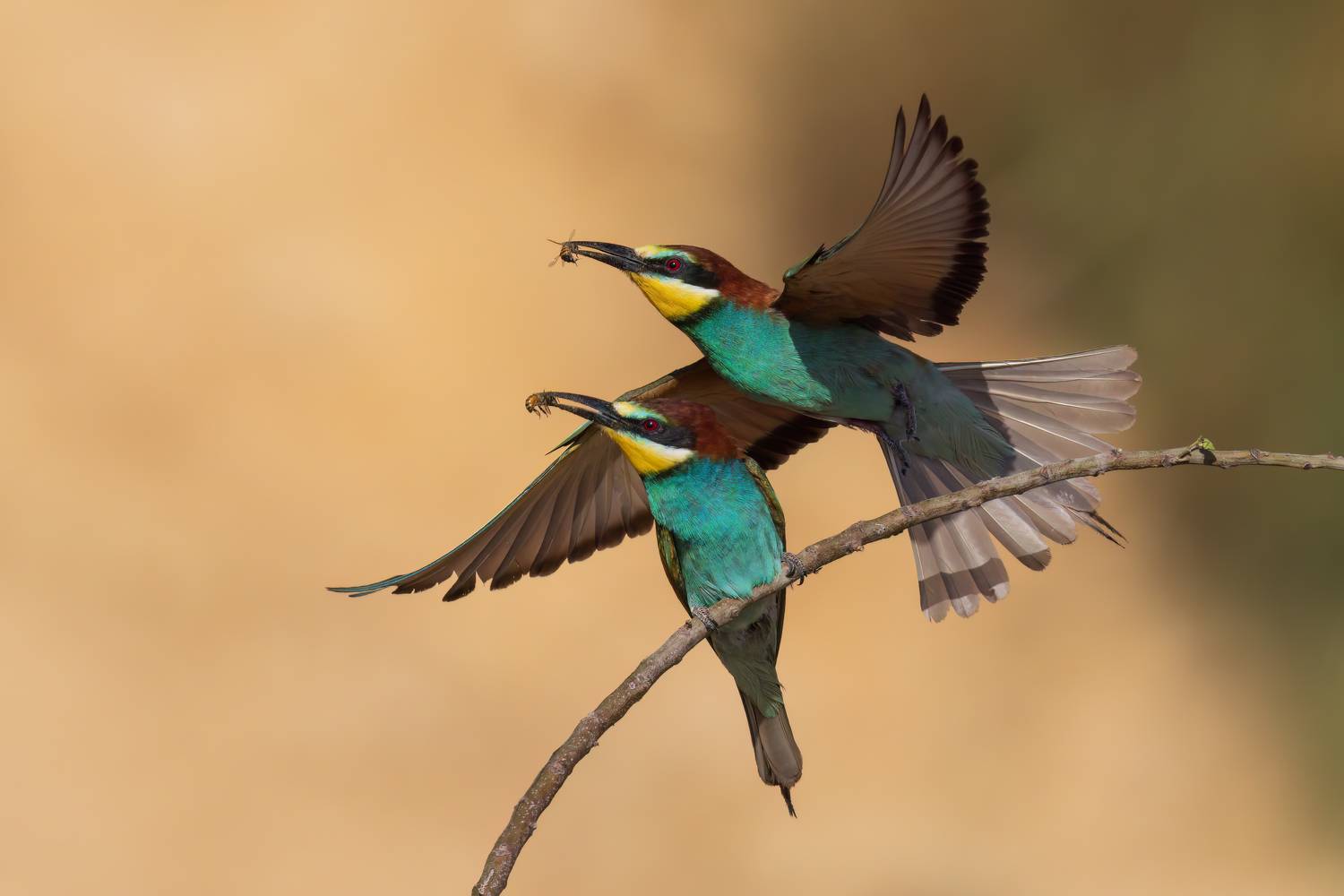 , Фруман Евгений