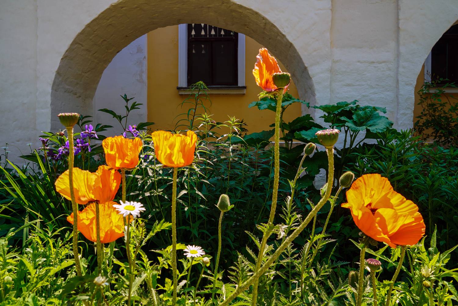 монастырские маки. Автор: Ольга Новикова , Ольга Новикова
