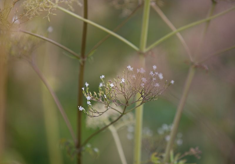 лето, цветы Летоphoto preview