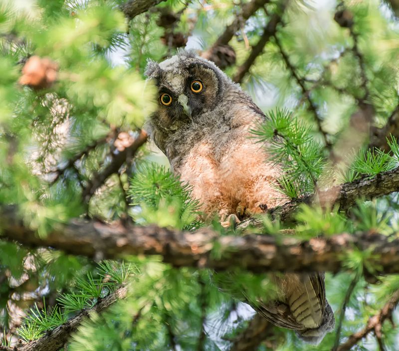 птица, совёнок, лес, ушастый совёнок. фото превью
