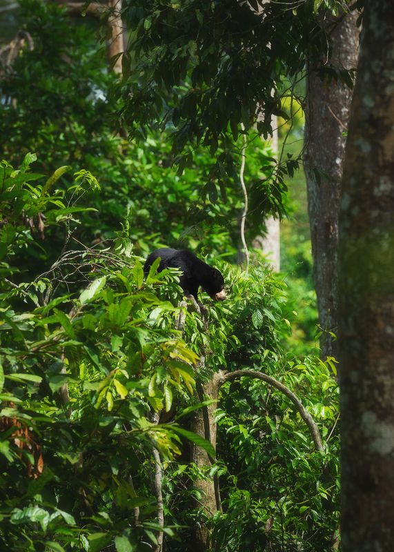 Высоко сижу...photo preview