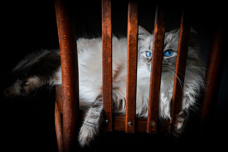 Наблюдениеphoto preview