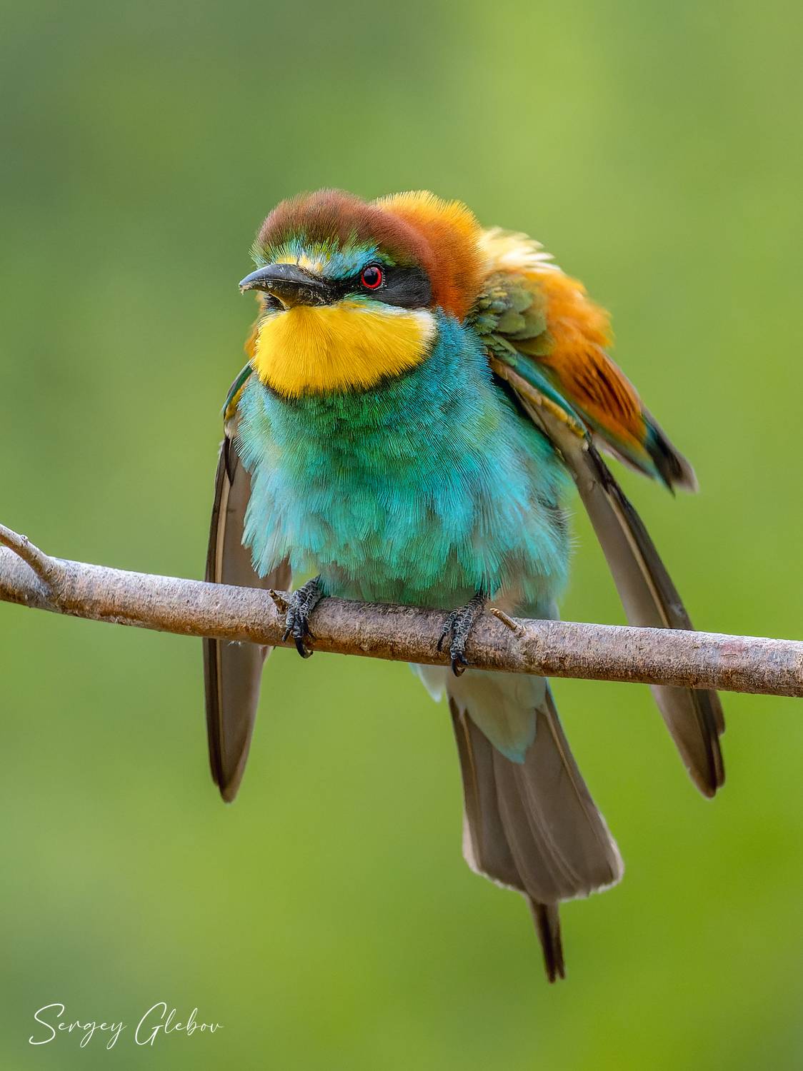 щурка, птицы, пернатые, Сергей Глебов