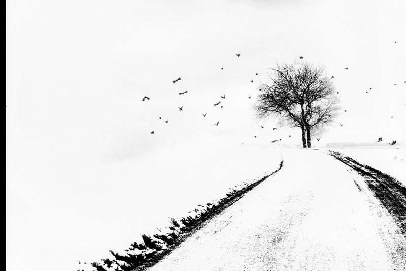 Birds and roadphoto preview