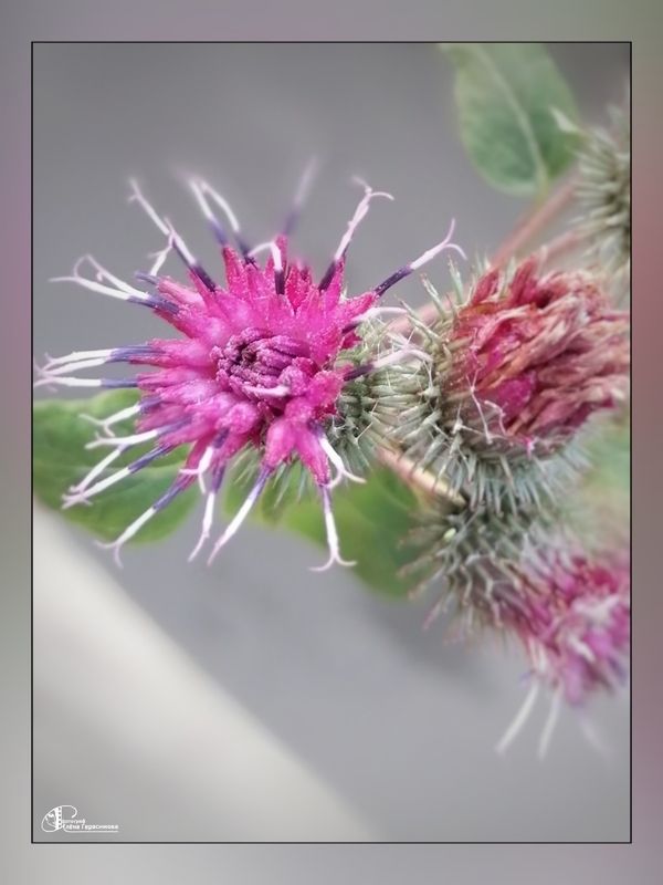 Лапуховый цветphoto preview