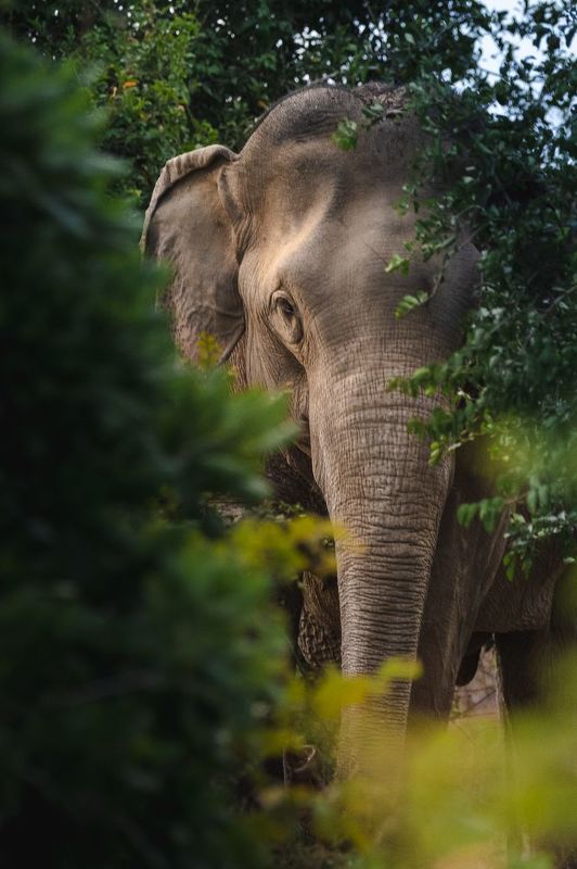 wildlife, nature, srilanka, , jazif, , ahamedjazif, elephant Face to facephoto preview